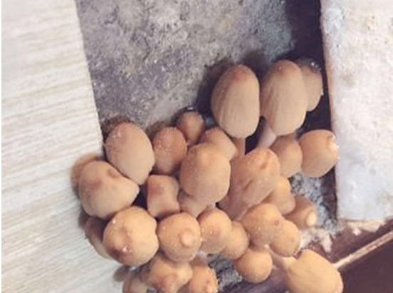 张翰家里墙上长出蘑菇 有想过是什么原因吗？